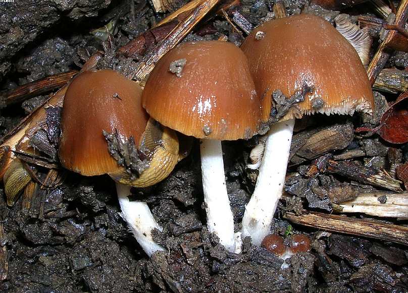 Oltingue  ( FRA )    24. Aprile 2005